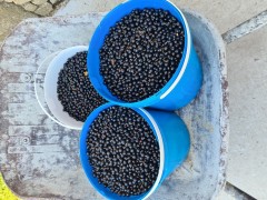 Confiture extra de Cassis (avec pépins)